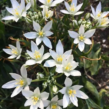 Apartman Malnas Vendeghaz-raspberry Nagymaros