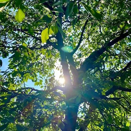 Malnas Vendeghaz-raspberry *